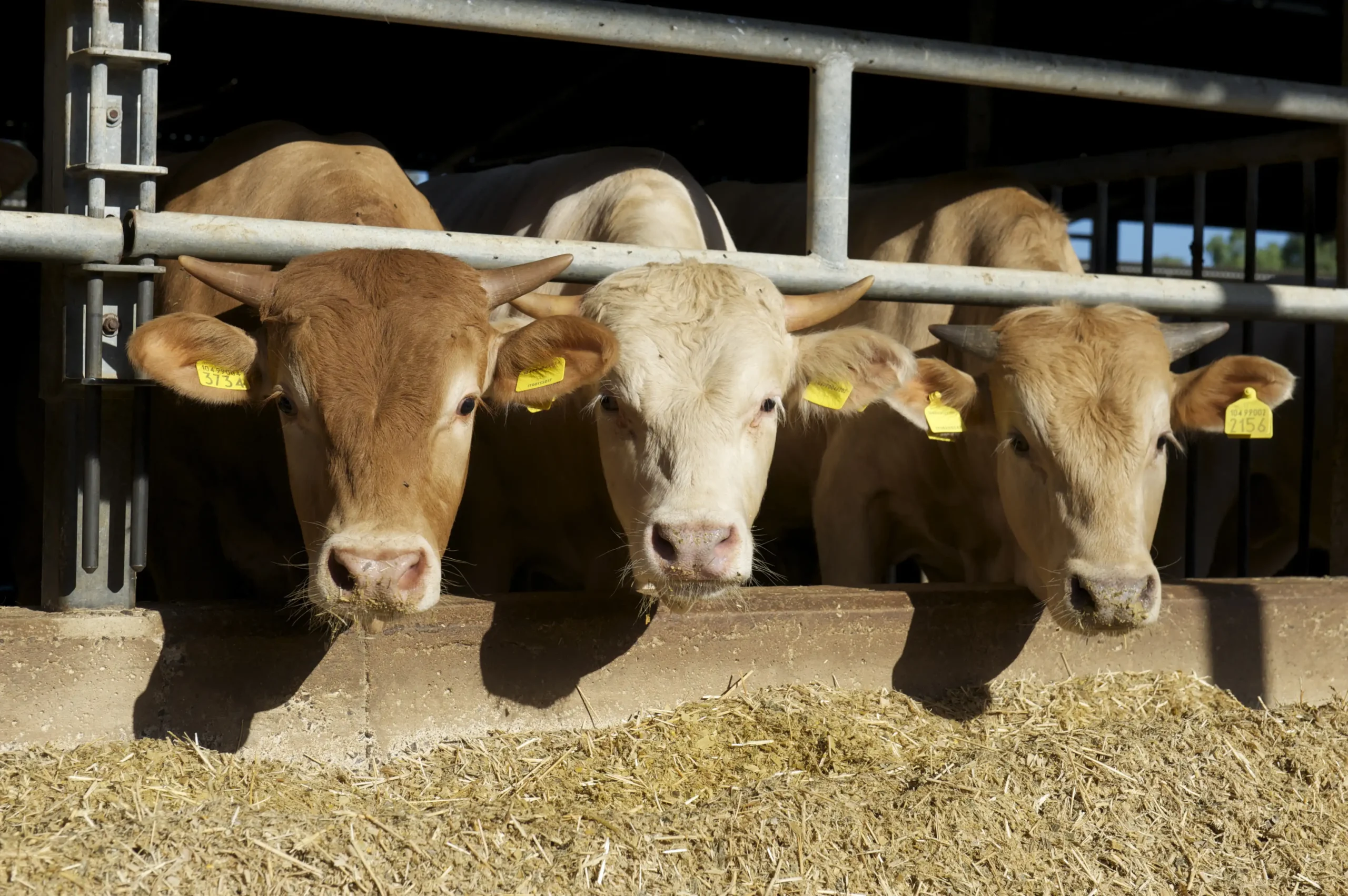 Centro di allevamento Produttori Arborea copia